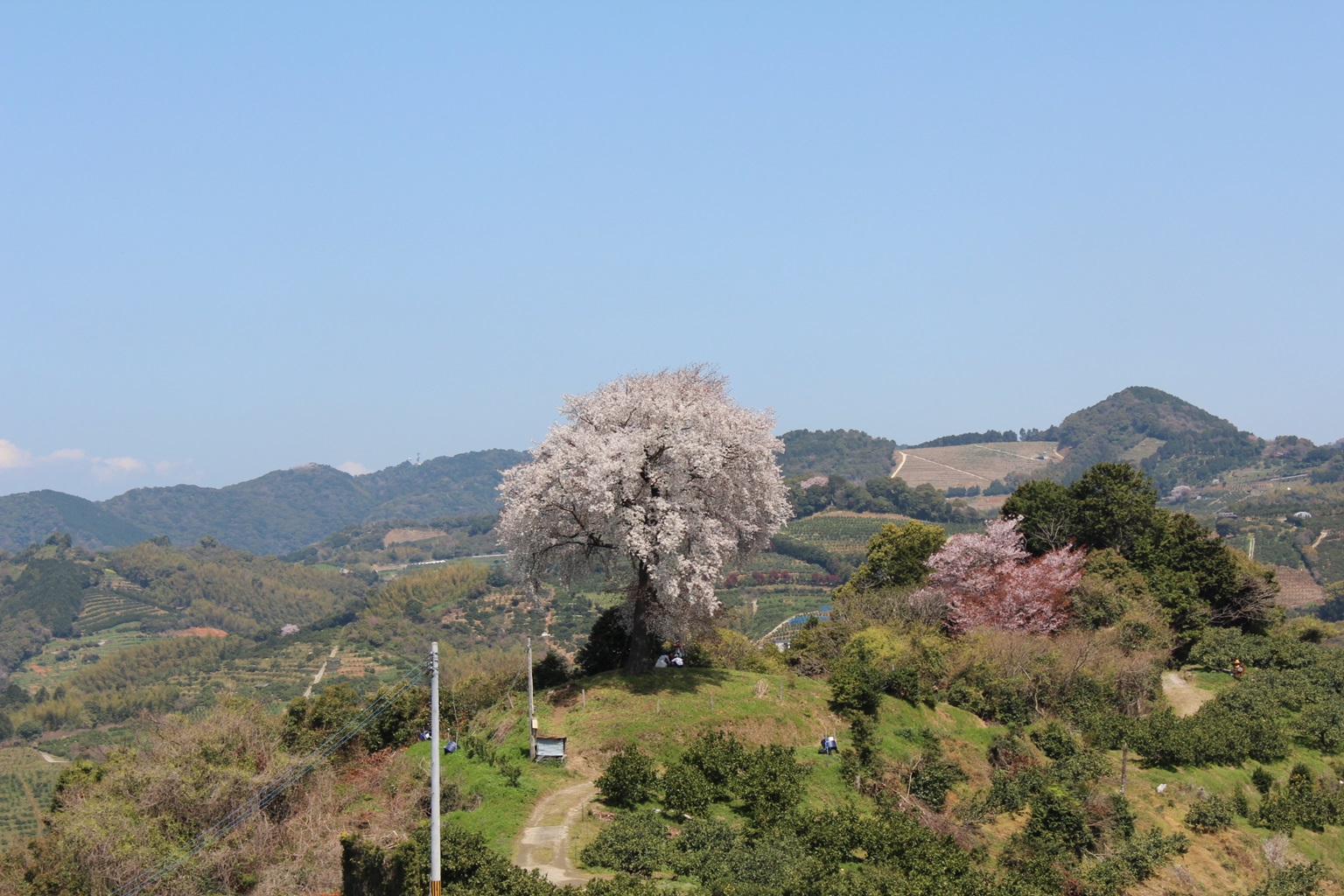 平家一本桜