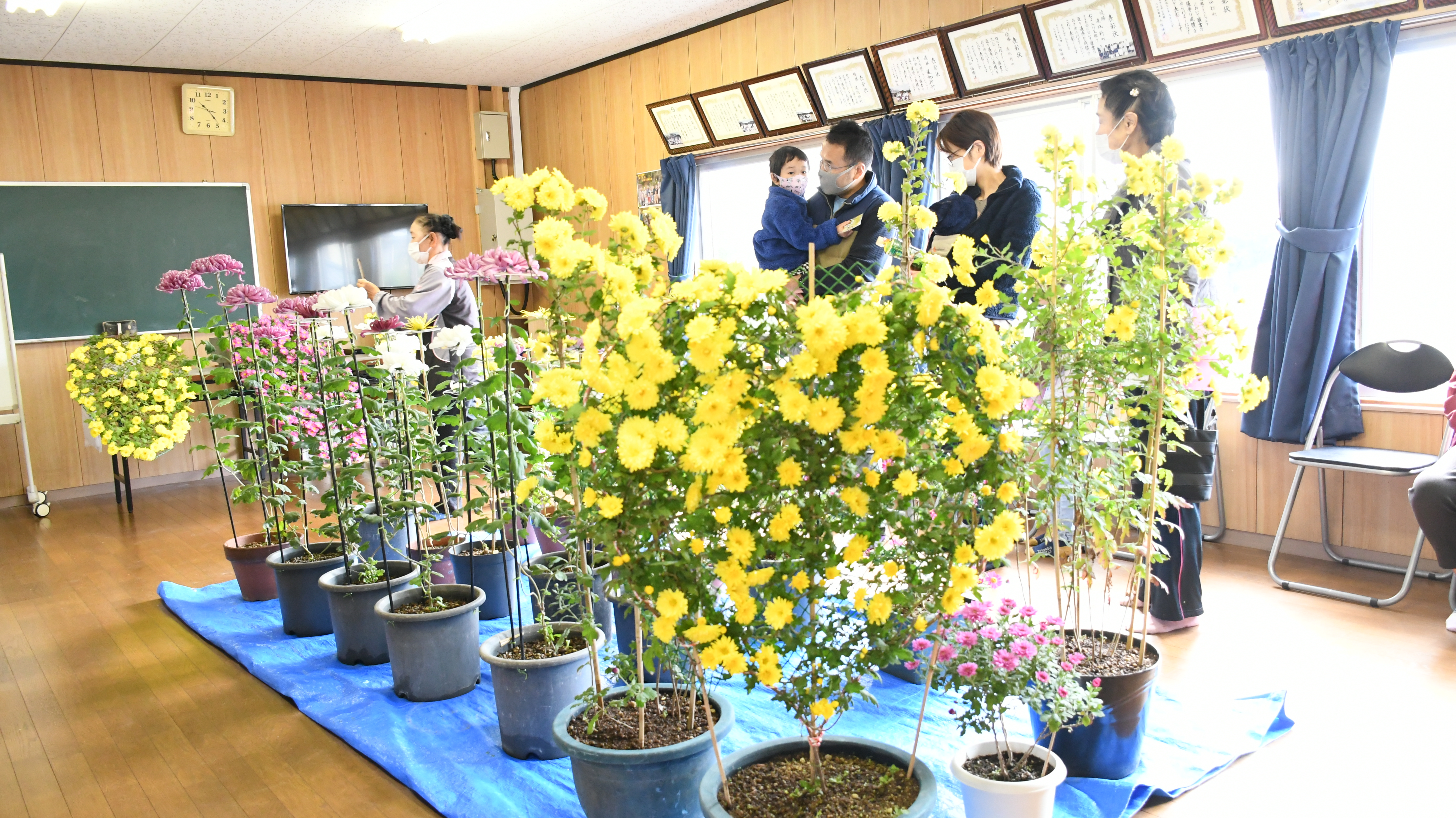 菊花展で展示されたハート型の菊