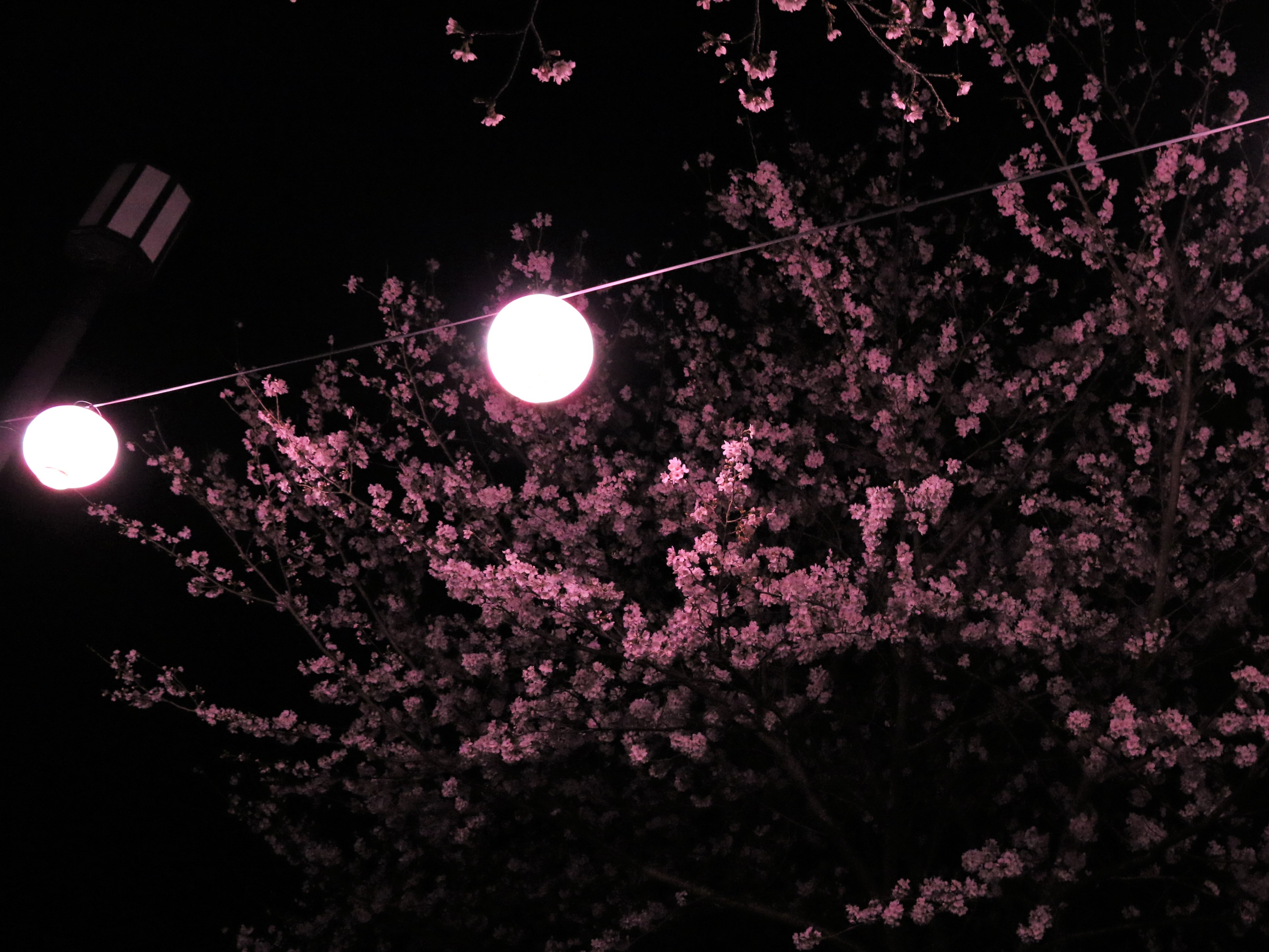 夜桜1