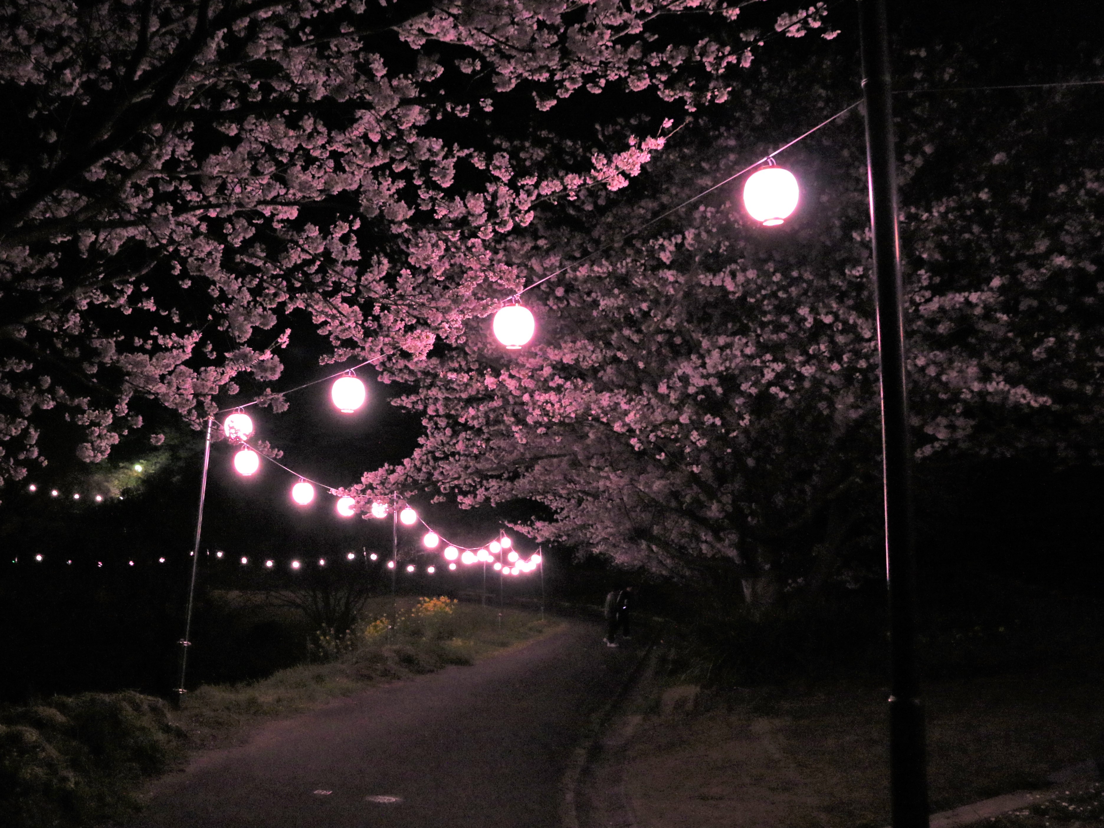 夜桜2