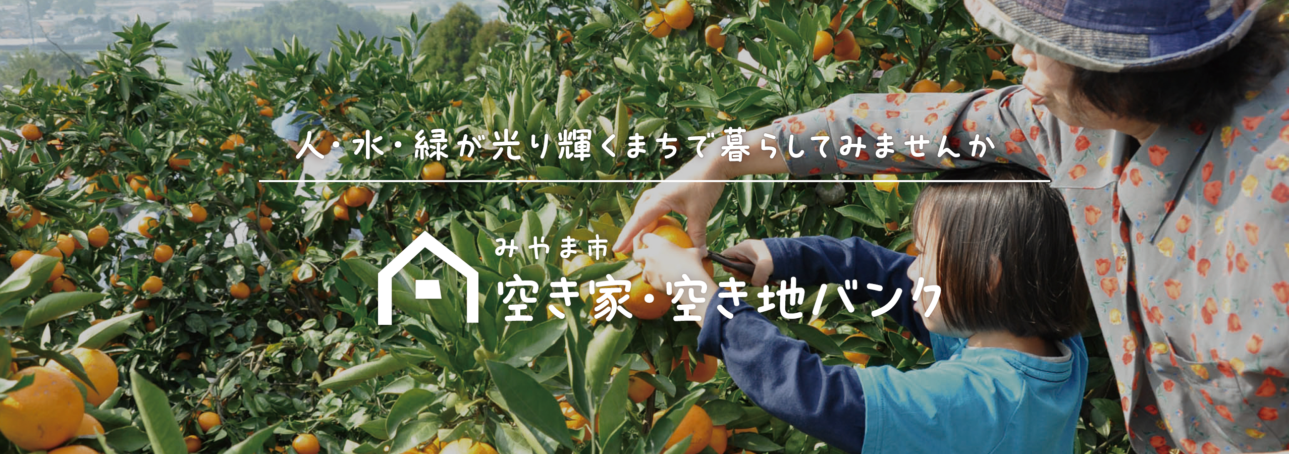 みかんの収穫の画像