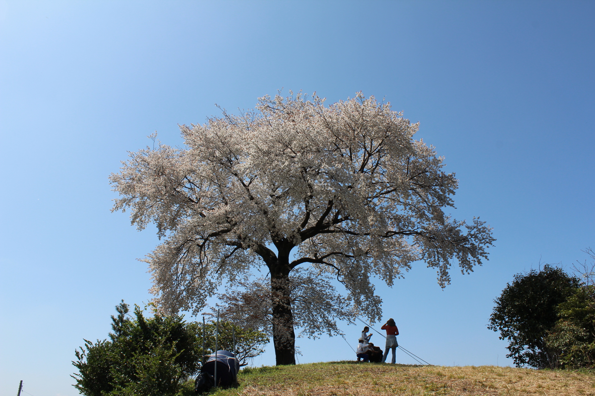 平家一本桜