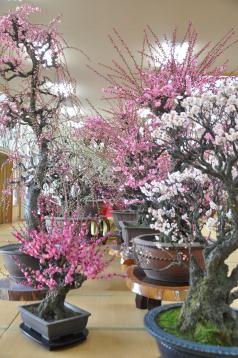 梅花園