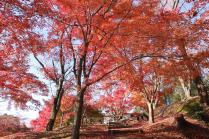 紅葉